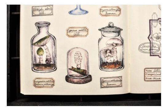 MiaoStelle Washitape "Mushroom Illustration 2"