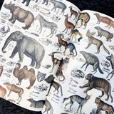 Pepin Press Geschenk- & Kreativpapier "Fauna"